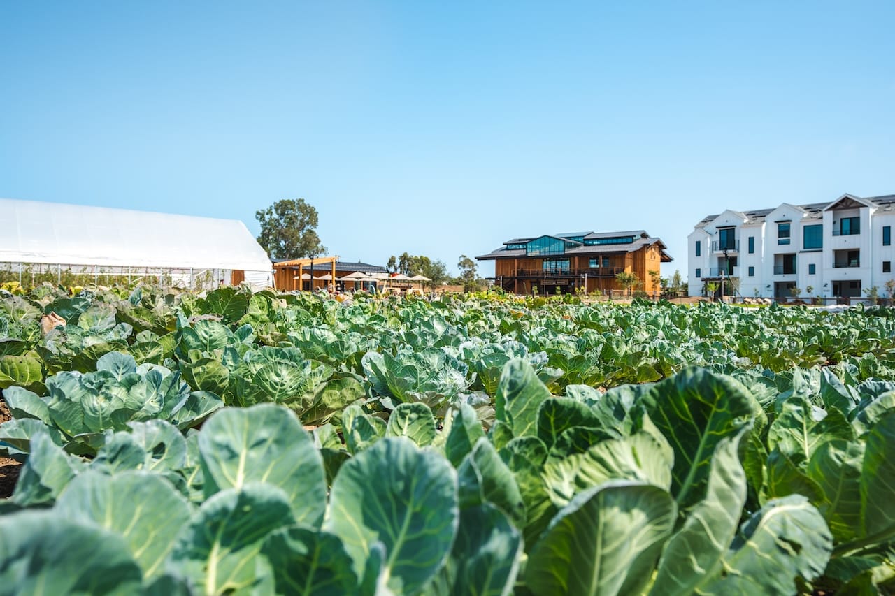 Image of active farm in a new agrihood community in Coastal California, called Fox Point Farms